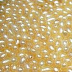 R536_Rice_3-3.5mm Half-drilled NaturalColor AAA.JPG